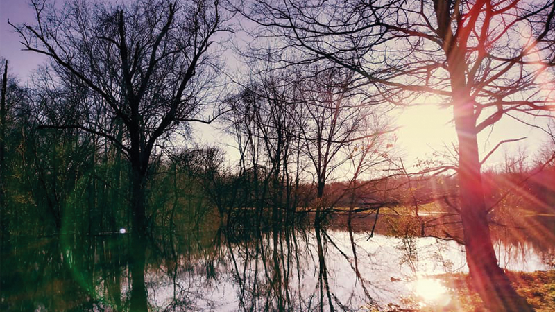 sunset in the woods with pond