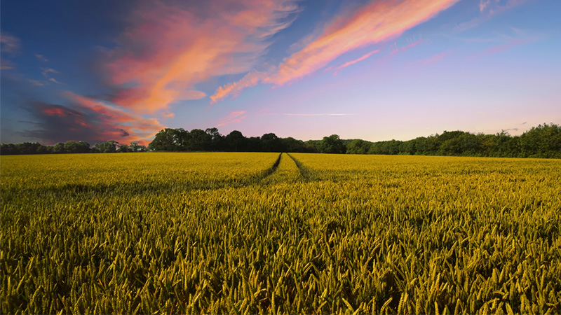 farm field