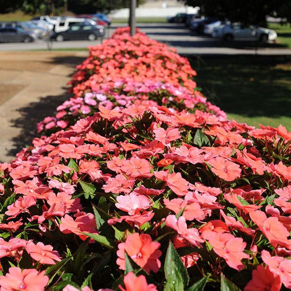 row of orange flowers