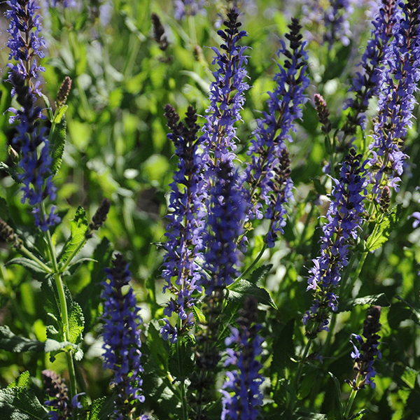 purple flowers