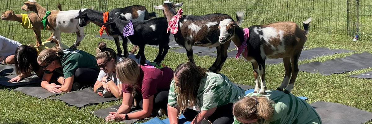 goat yoga