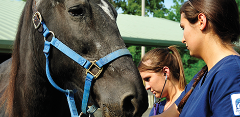 Two women using a stethoscope on a horse