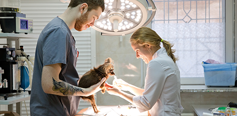 A man and a woman checking up on a little dog