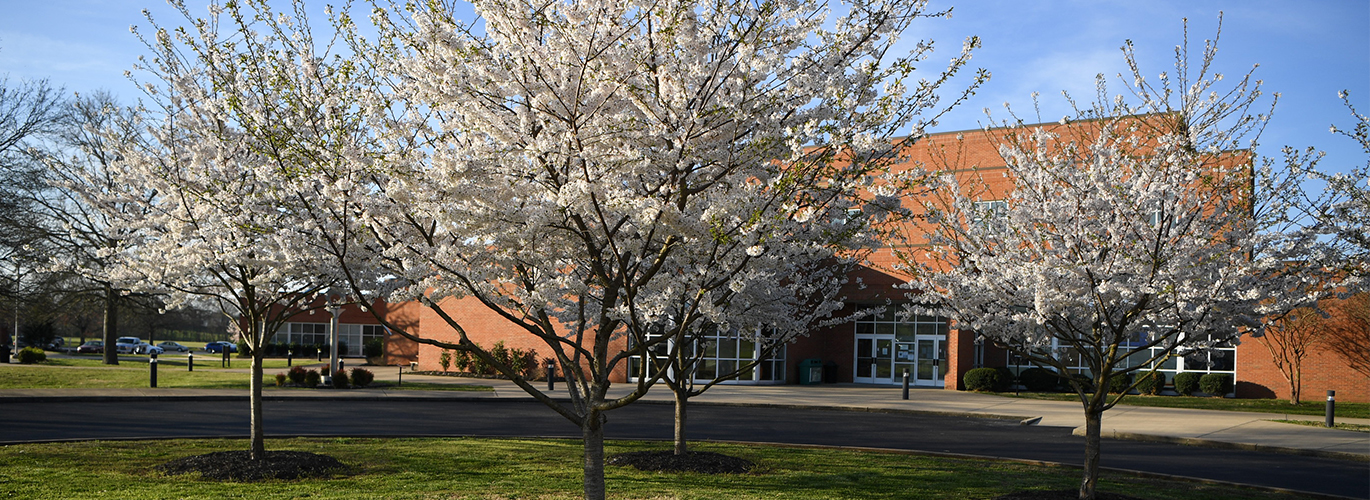 Hickman Trees in Spring